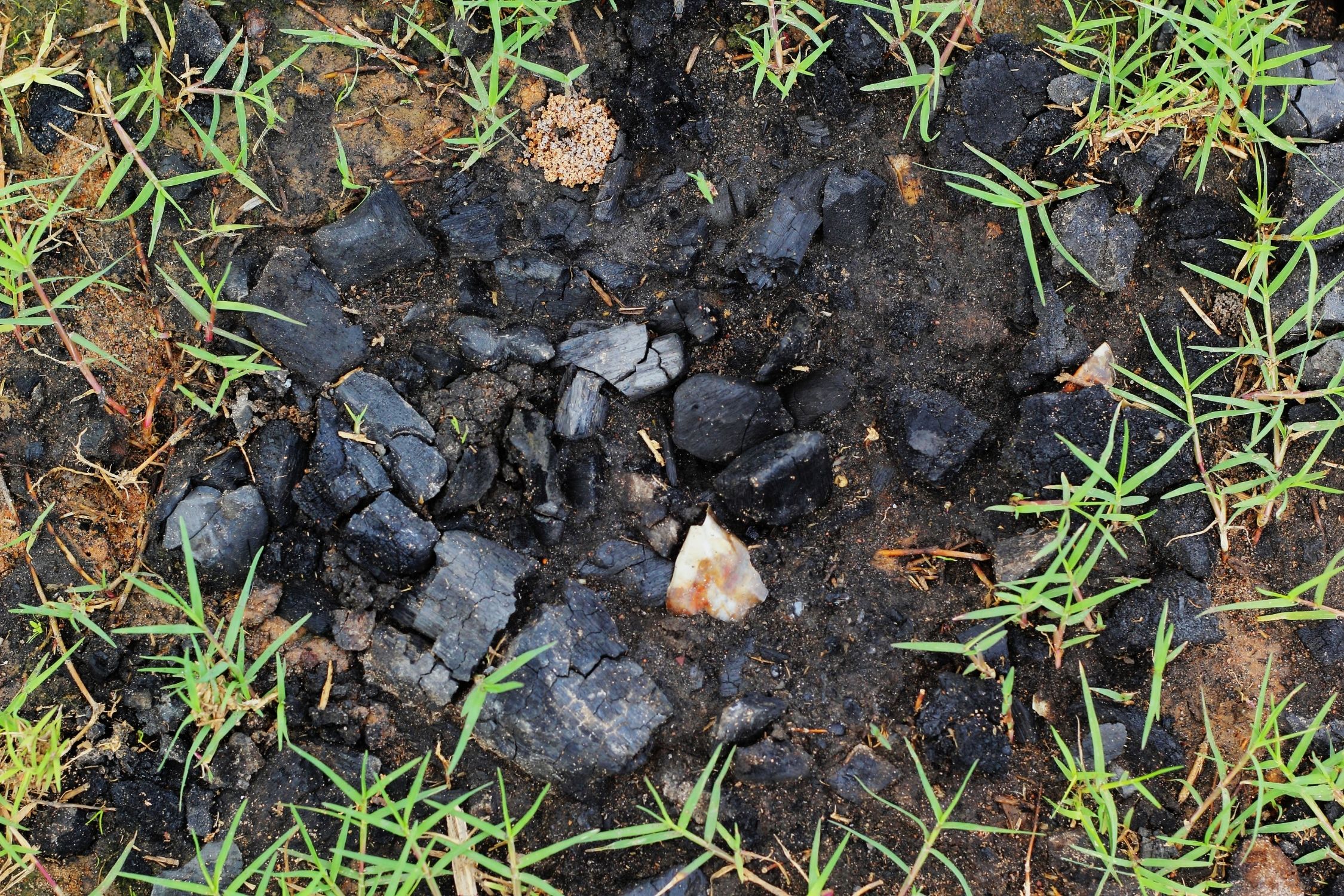 Kohle in der Erde bietet guten Nährboden für Pflazen